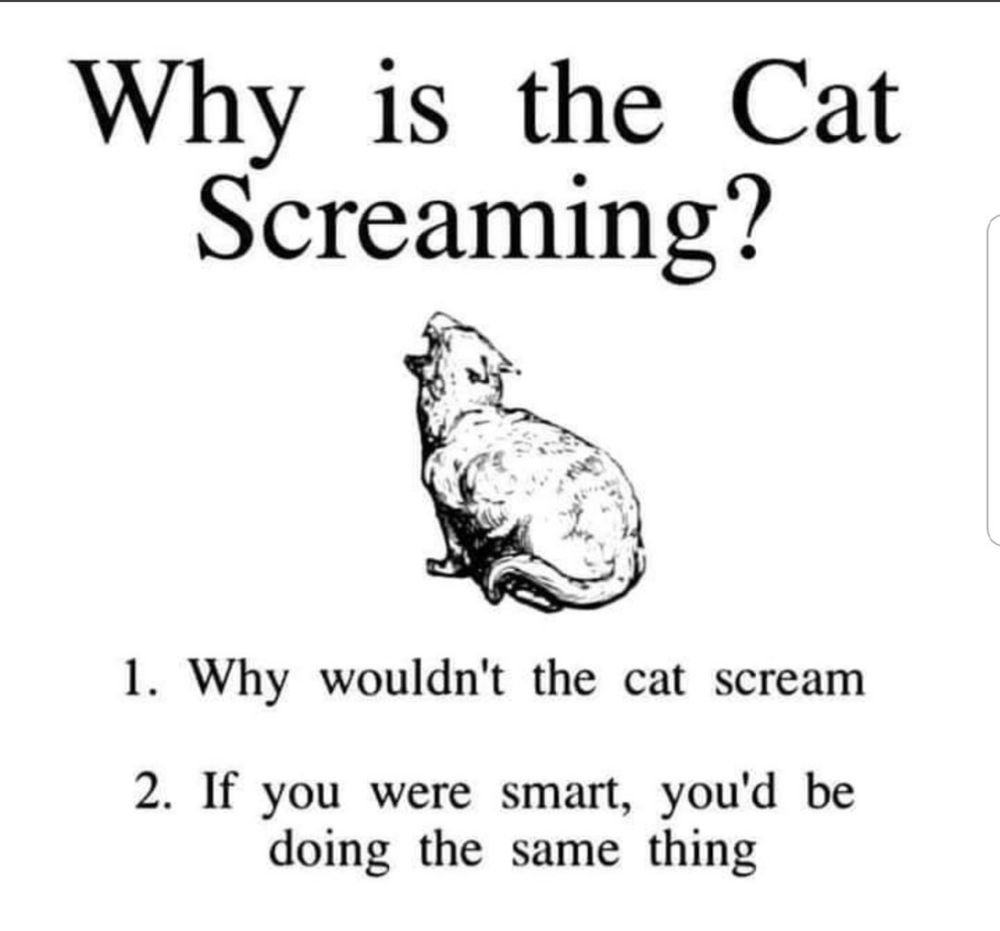 Why is the cat screaming? 
