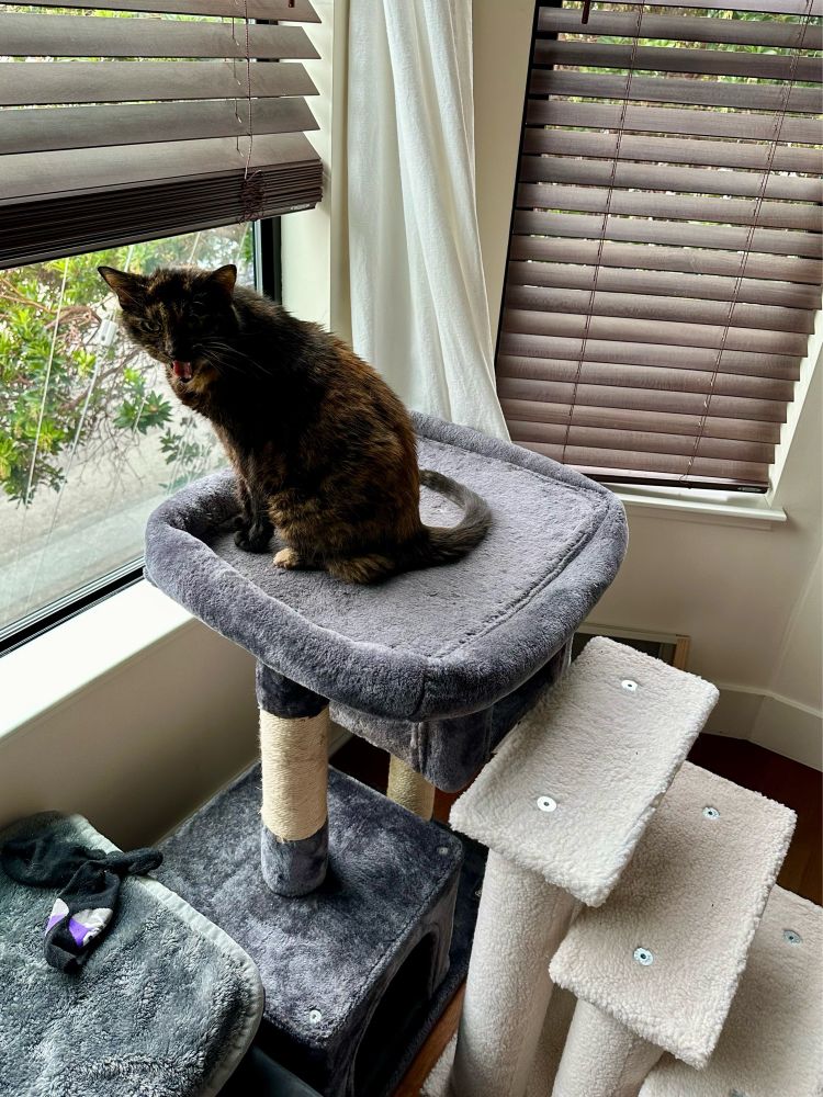 Ancient tortie cat looks down from her perch and yells about the neighborhood