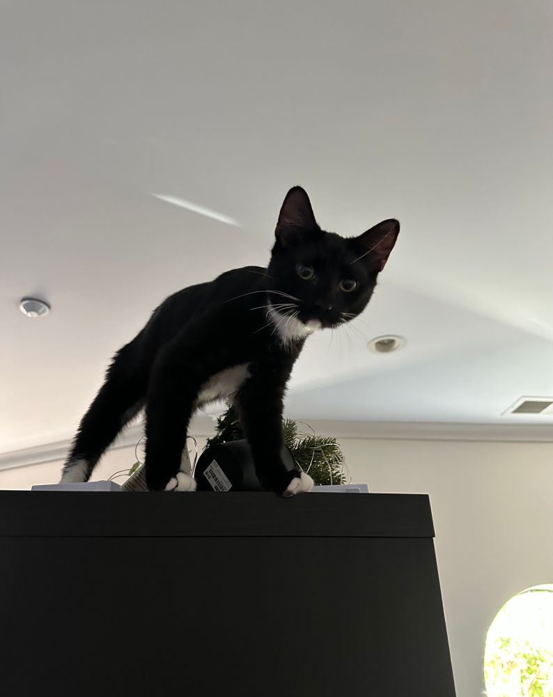A mischievous tuxedo kitten lurches like a wild cryptid on a high forbidden shelf where he has toppled a tiny Xmas tree 