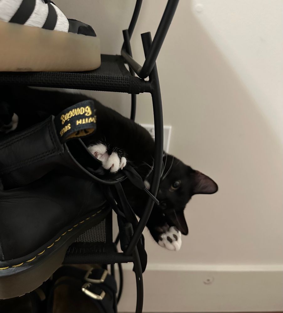 A mischievous tuxedo kitten waves from behind a pair of boots with ribbon laces, his claws out and ready for damage 