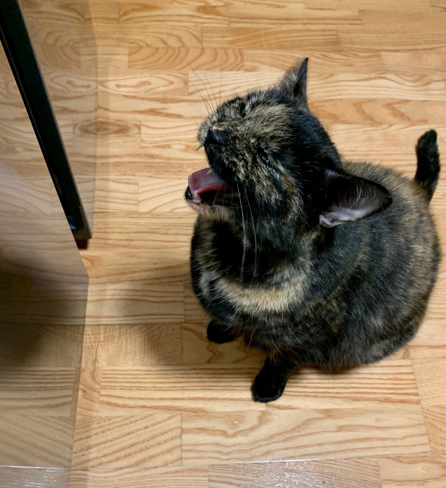 Tortie cat screaming at kitchen 