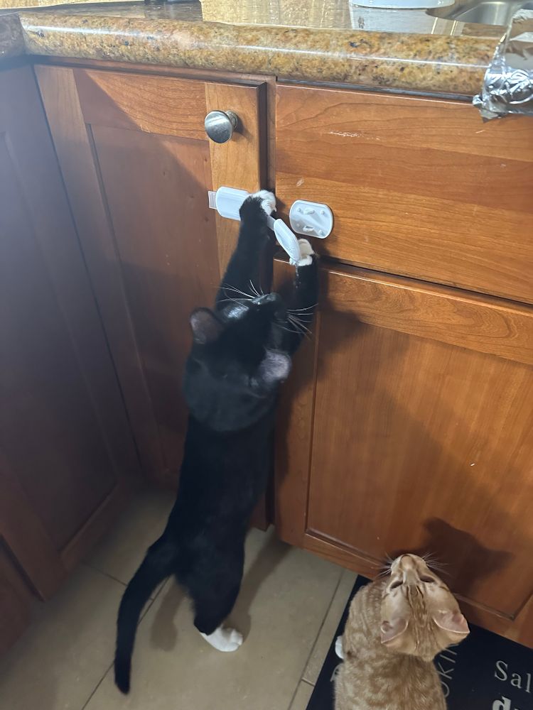 A mischievous tuxedo kitten undoes a child lock on a kitchen cabinet while his orange brother watches and learns 