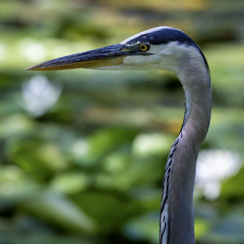 A closeup of the head of a Great Blue Heron