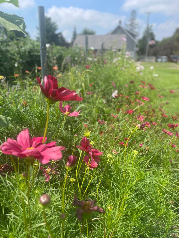 Deep crimson flowers Growing next to a fence.