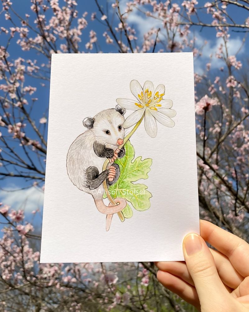 My hand holding an illustration of a tiny opossum clutching a stem of a white bloodroot flower. There are branches of a flowering peach tree in the background. 