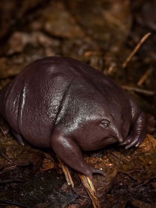 a very thicc boi with a VERY strong facial expression! what is he thinking about? cats, murder, world domination? we will never know!!