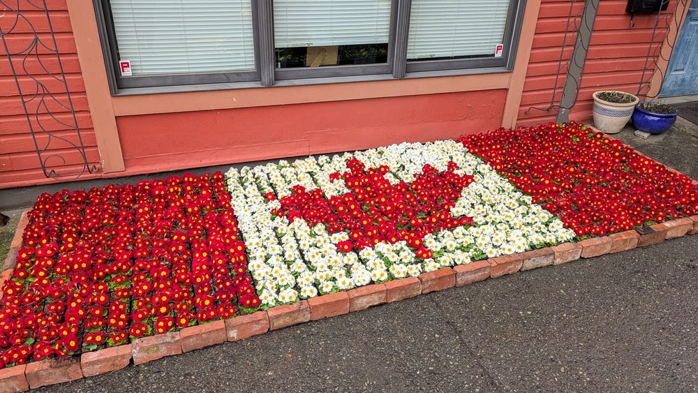 A red and white bed of flowers in the shape of the Canadian Flag.