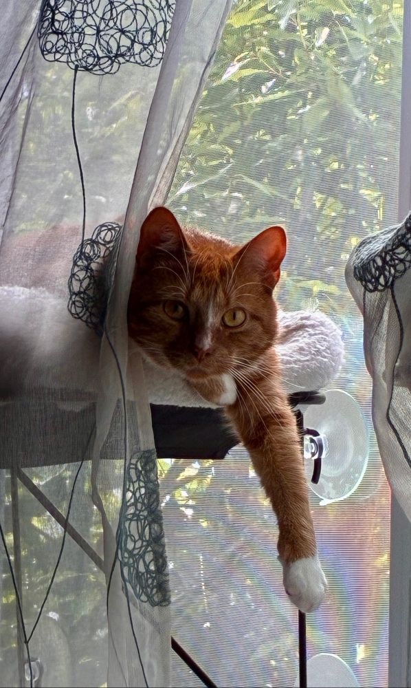 World’s cutest ginger cat hanging out in his hammock on a window, one leg hanging off, waiting for the Epstein files to be released. 