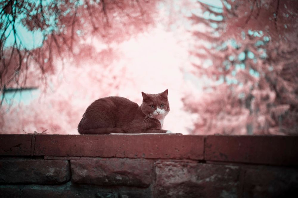 A lovely grey and white cat, this time on colour infrared!