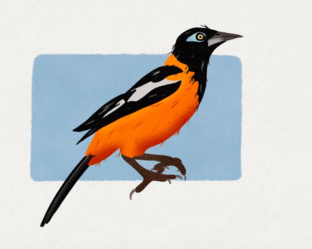 Stilisiert gemalter Orangetrupial im Stil von Gouache. Dahinter ein hellblaues Rechteck als eine Art Einrahmung. 
