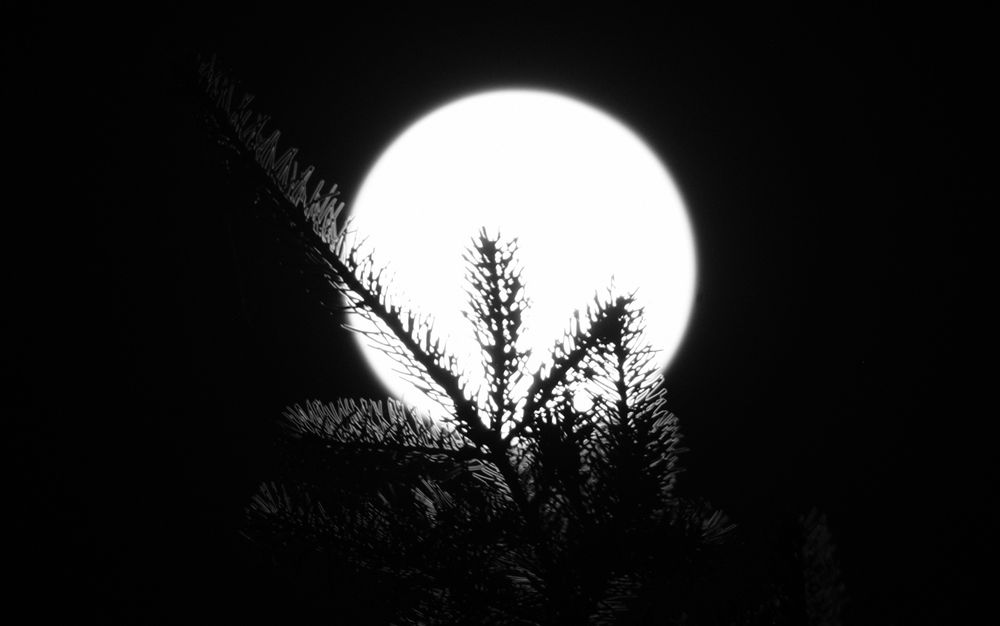 Full moon behind a pine tree branch. 