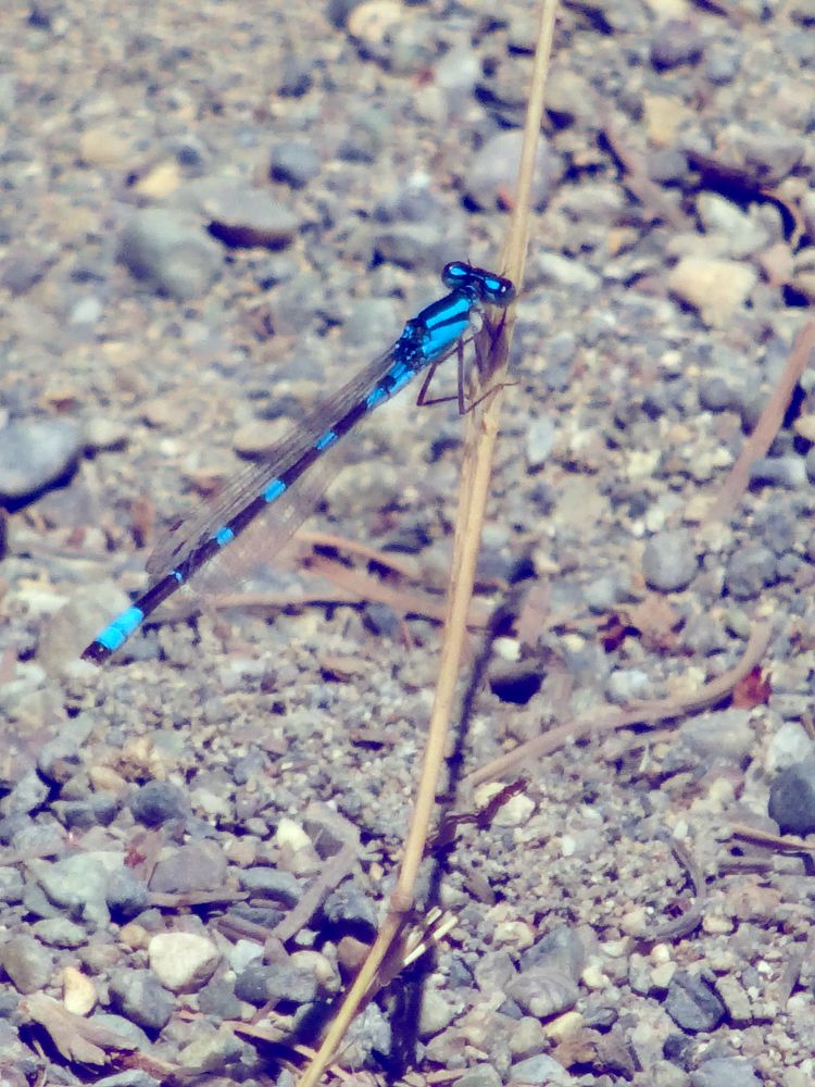 A blue dragonfly on a small twig with gravel in background. 