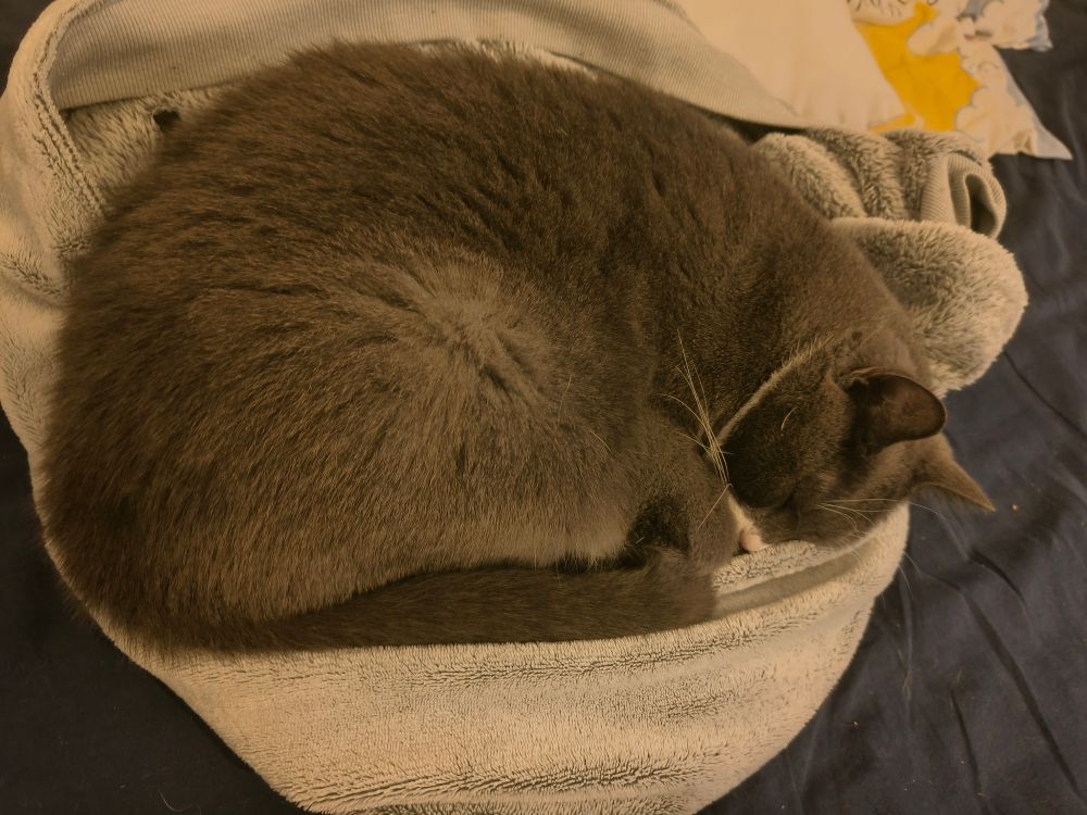 Pörröisen paidan päällä nukkuva kissa.