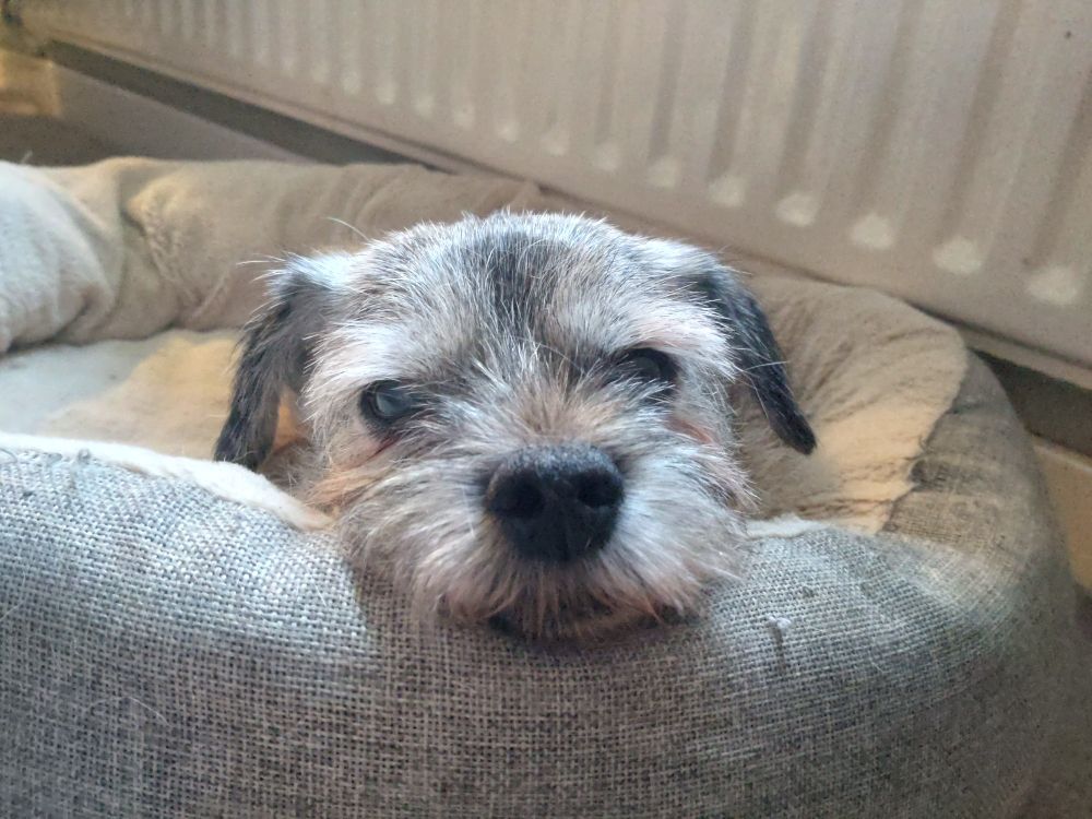 A small elderly border terrier lies in her bed with her head resting on the edge.