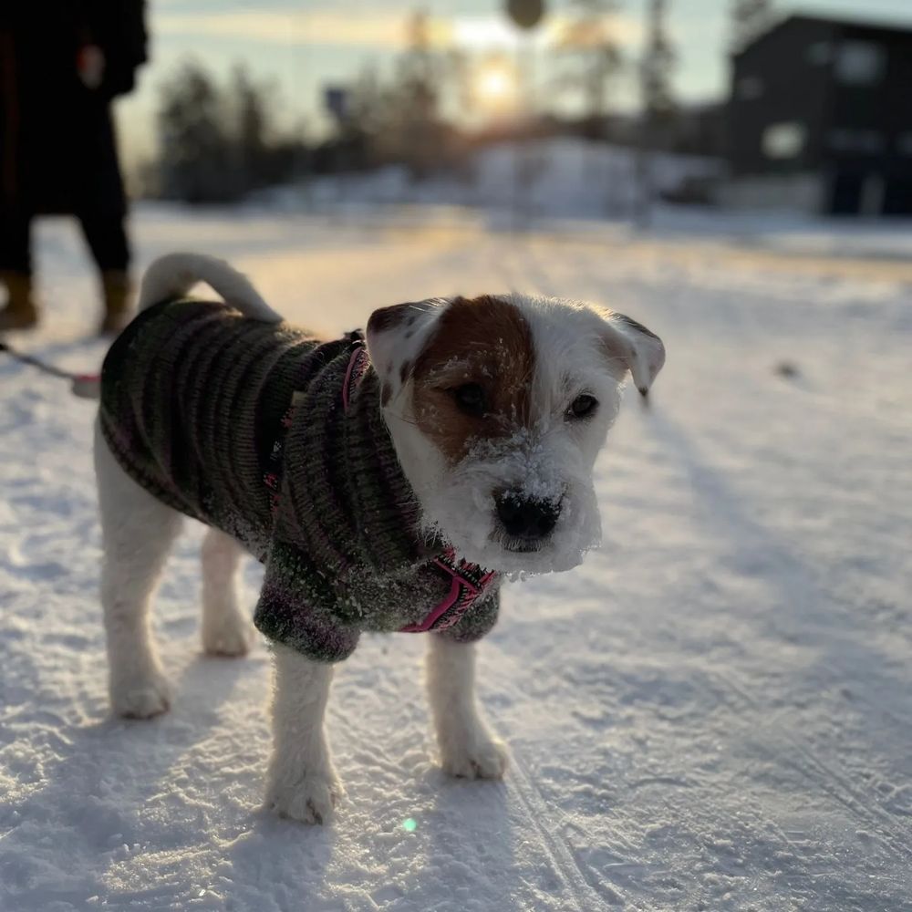 Pieni jackrussel pakkasmaisemassa, auringon paistessa. Valkoisella koiralla on päällään vihreänsävyinen villapaita ja hän katsoo kameraan hieman siristäen silmiään, korvat terhakkasrti lörpöttäen. Kuvassa on tyyni tunnelma.
