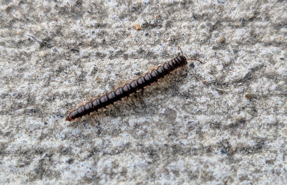 A long insect with lots of legs.