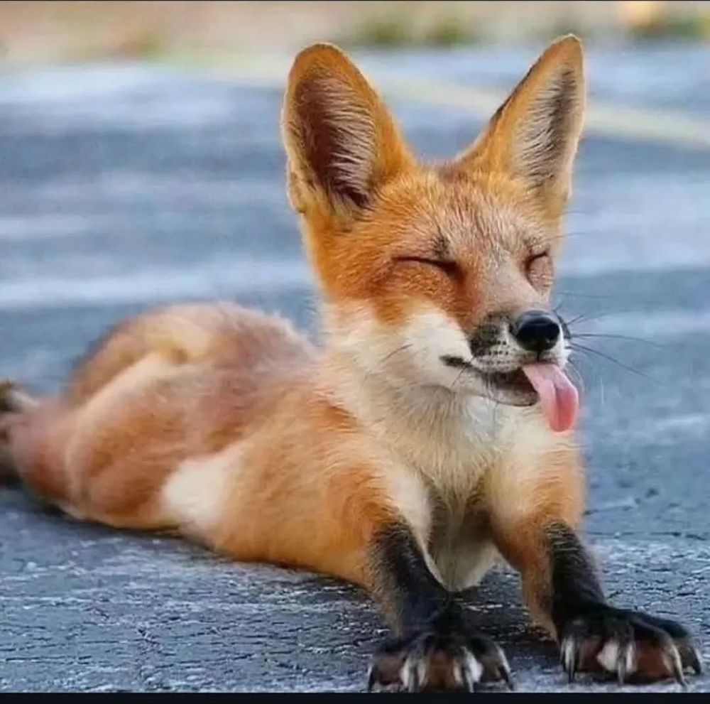 A cute fox says good morning. Credit: unkown