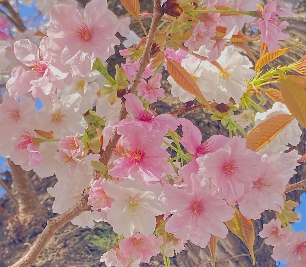 半兵衛白紅桜