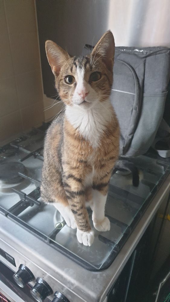 My cat ketchup sitting ontop the glass plate on the stove. Sitting very dapper whilst he is not allowed on the glass plate.