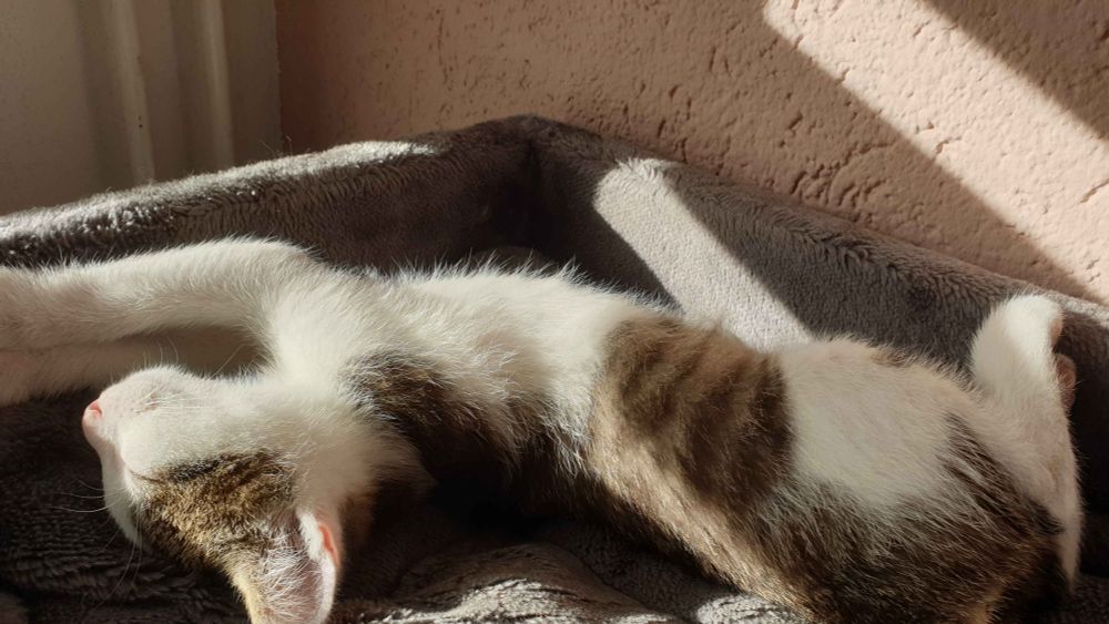 my cat noodles asleep on his back partially whilst being snug as a bug without any braincell