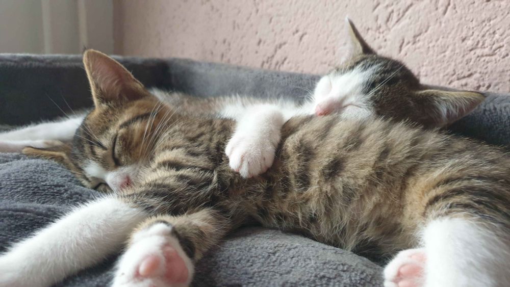 My kittens, ketchup and noodles, sleeping on top of the cat tree whilst ketchup lays very much freely, noodles has his paw put over him and lays behind him.