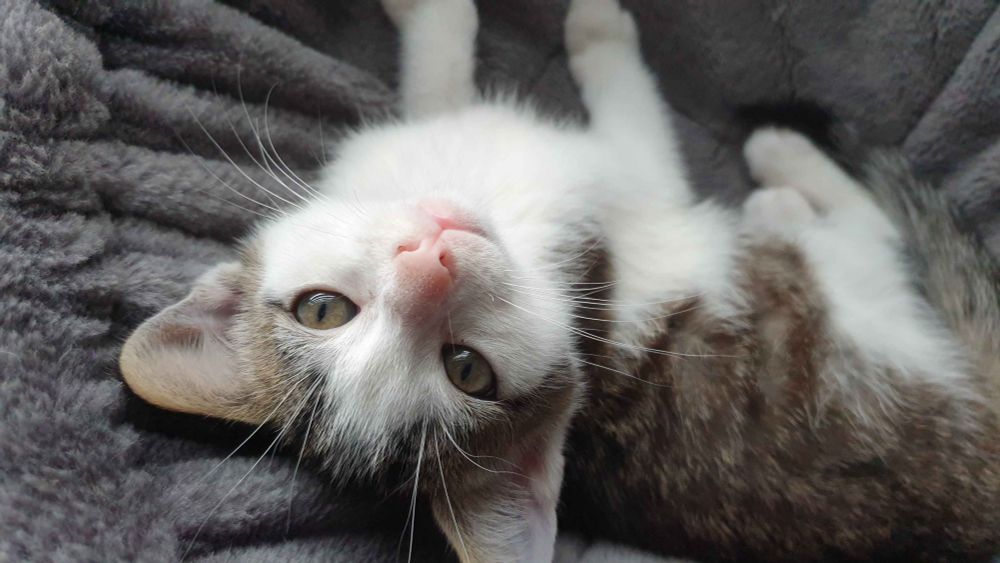 My kitty noodles laying very comfy and very slay knowing he is pretty