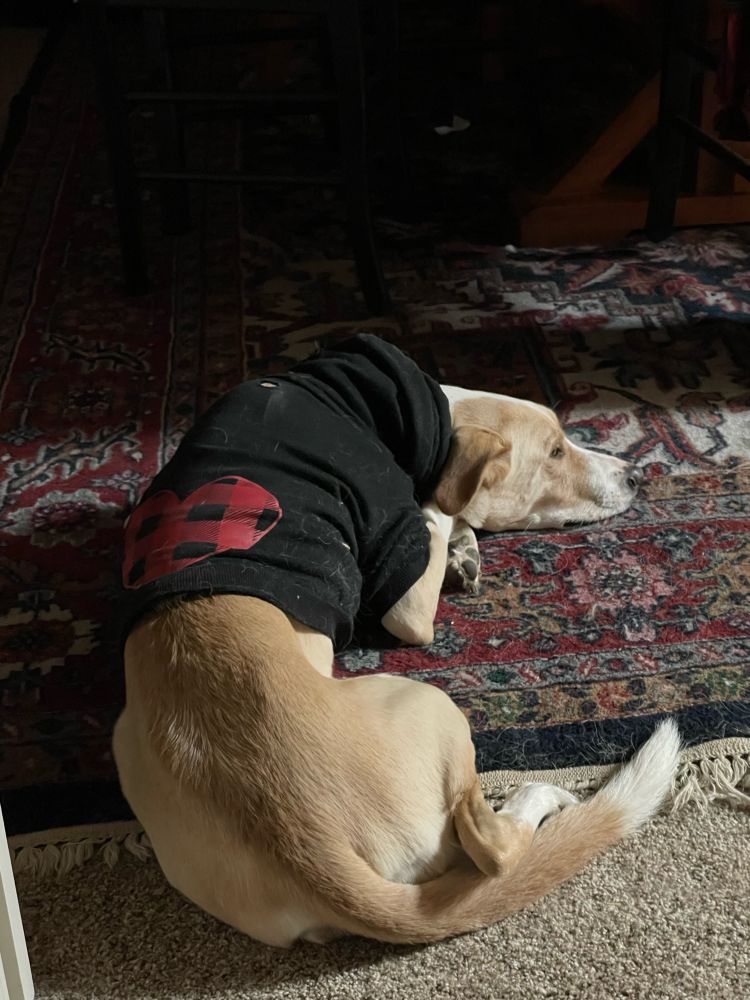 A light tan Texas flophound wearing a black hoodie, looking equal parts lazy and cozy. 