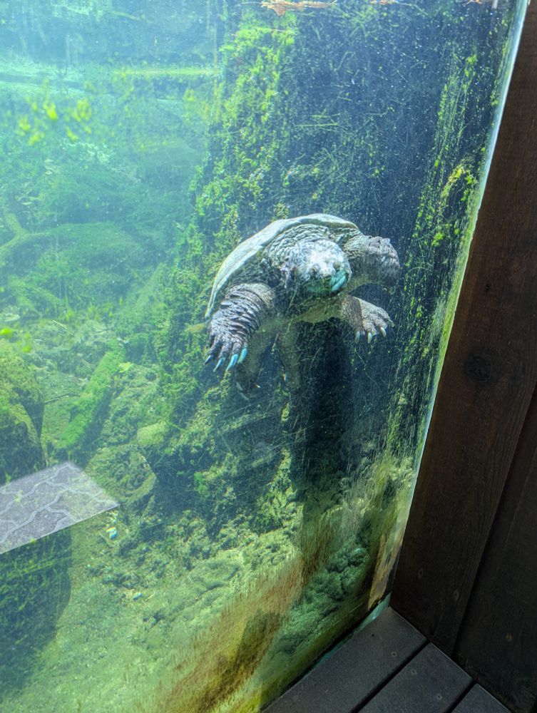 A snapping turtle swimming around, seen from underwater through the glass of its tank.