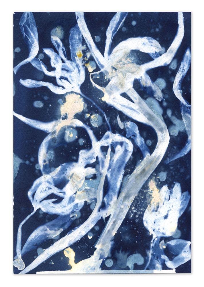 Wet on wet cyanotype print of tulips on watercolour paper