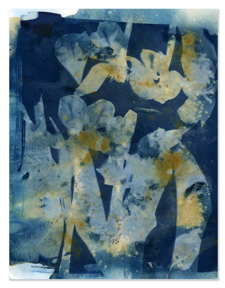 Cyanotype double exposure print made with botanicals