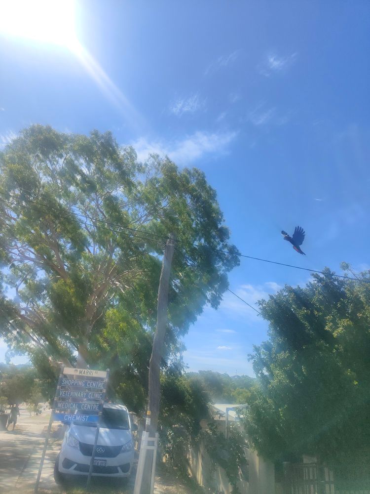 Sun in the top left corner, blue sky and green trees, a power line cuts diagonally left to right. Above the power line is a large black bird with red under its tail. To the left is a white sign that reads "Marri road" underneath is four blue signs "Shopping centre" "Veterinary clinic" "medical centre" "chemist". A white van is behind the sign. Grey footpath on the bottom right.