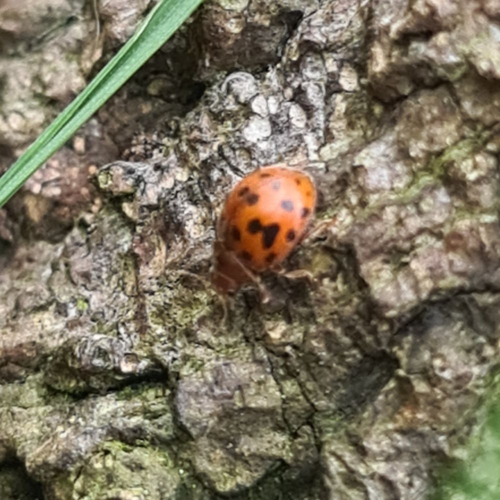 24-spot ladybird - Hampton Heath 1st November 2025