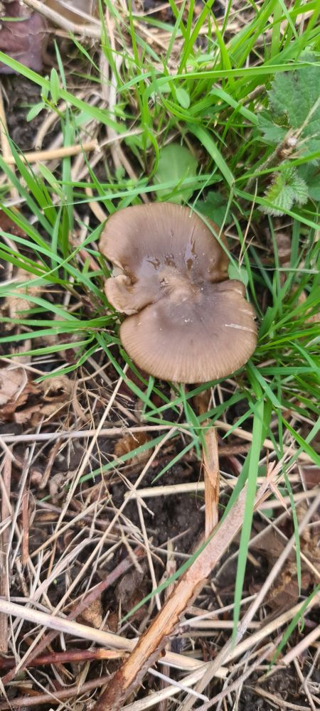 Entoloma sericeum - top view