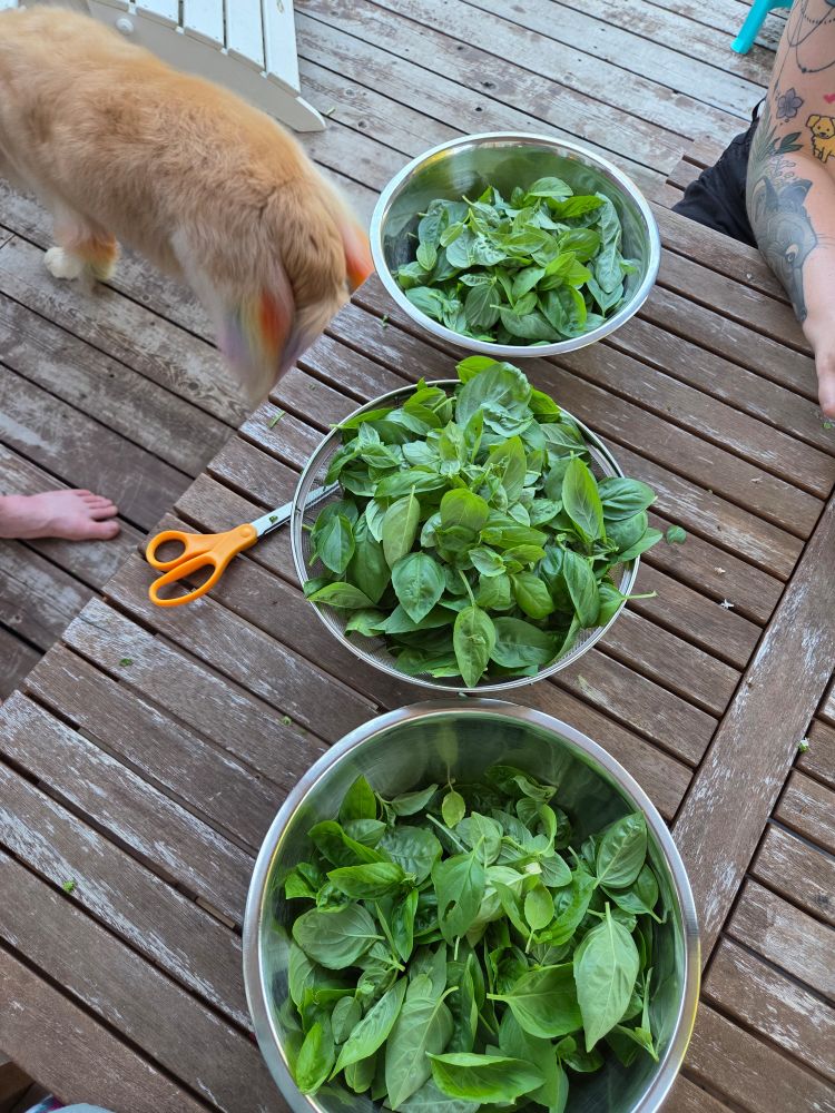 A photo of three metal bowls on a worn wooden table all nearly full of picked vibrant green basil leaves.