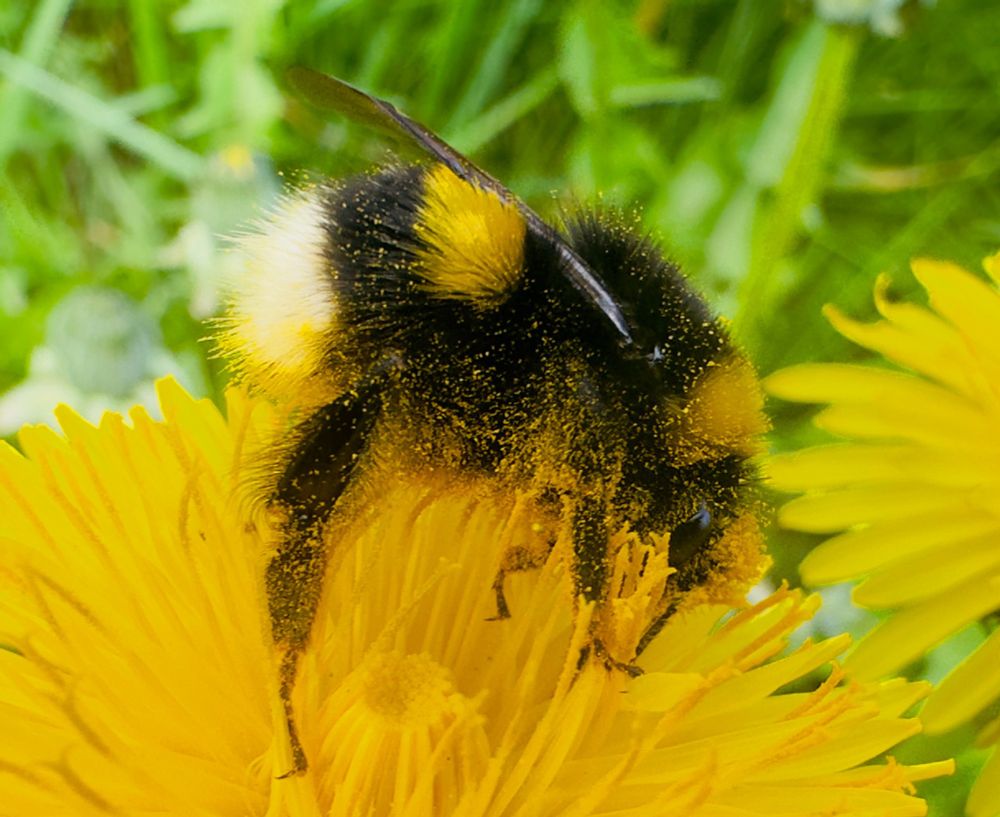 Bumblebee has landed on a bright yellow flower. It is caked in yellow pollen. There is grass in the background. 