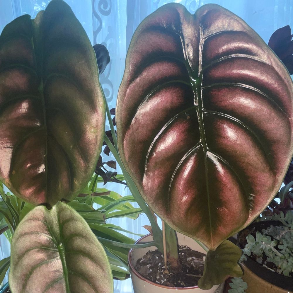 Photo of Paul’s Moms red secret alocasia