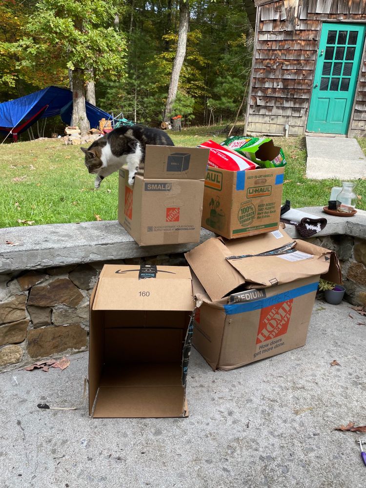 Large brown and black and white cat sneaking out of a pile of boxes