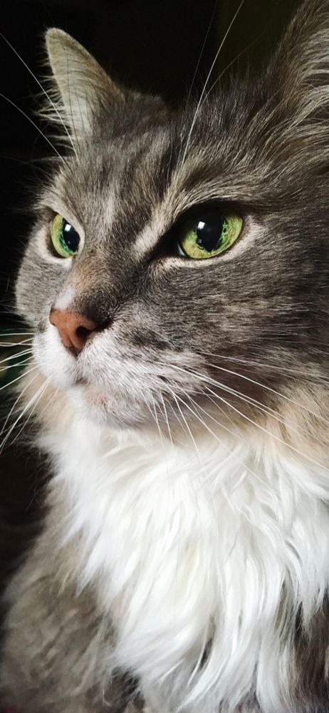 Most handsome gray fluffums ever 