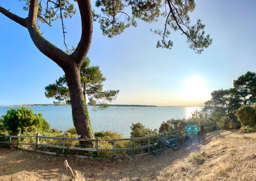 View of an island from across a natural harbour as seen from a pine-tree forest on a clear blue skied day