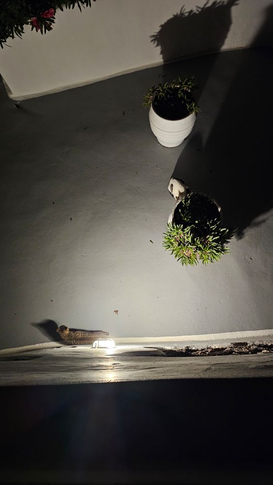 Jack trying to get by, slowly moving towards us with baby steps, still mourning and crying, with the big white cat not moving at all...