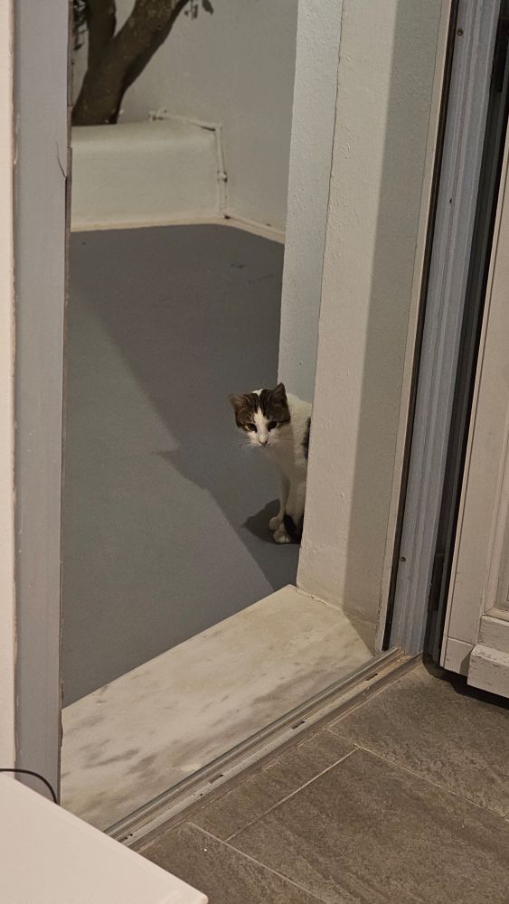 Coming right at our door, but hesitating to come inside, just looking and making some meow sounds.