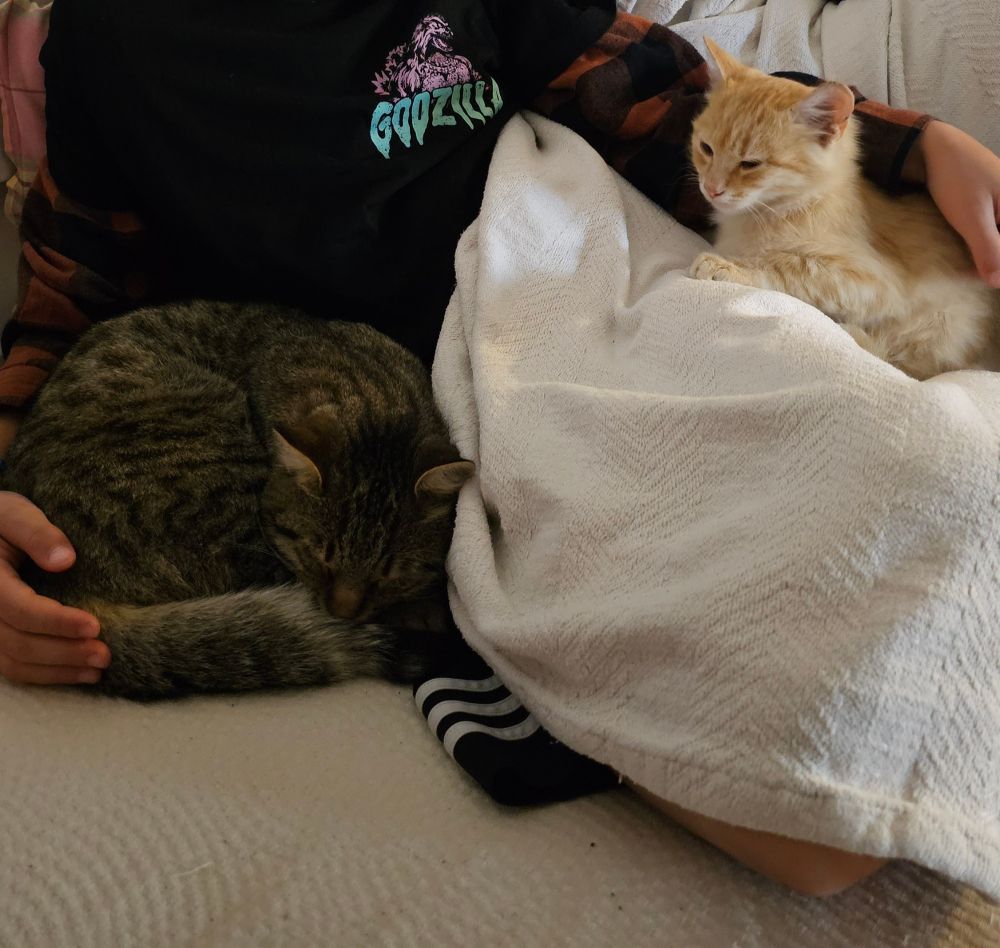 My son with Jack close to him, sleeping tight on the sofa in his arm, with Frieda on his lap, purring. A dream come true for him, too. I honestly wasn't expecting Frieda getting this far that last night on Santorini and I am so happy for both of them. 