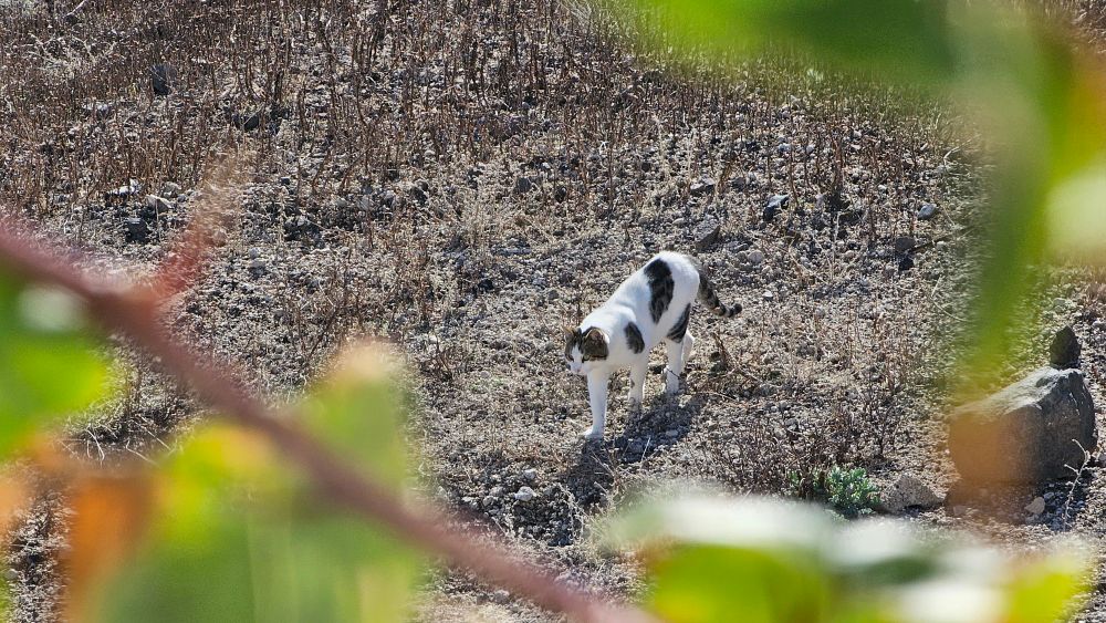 The big white cat is back, slowly walking towards Jack.