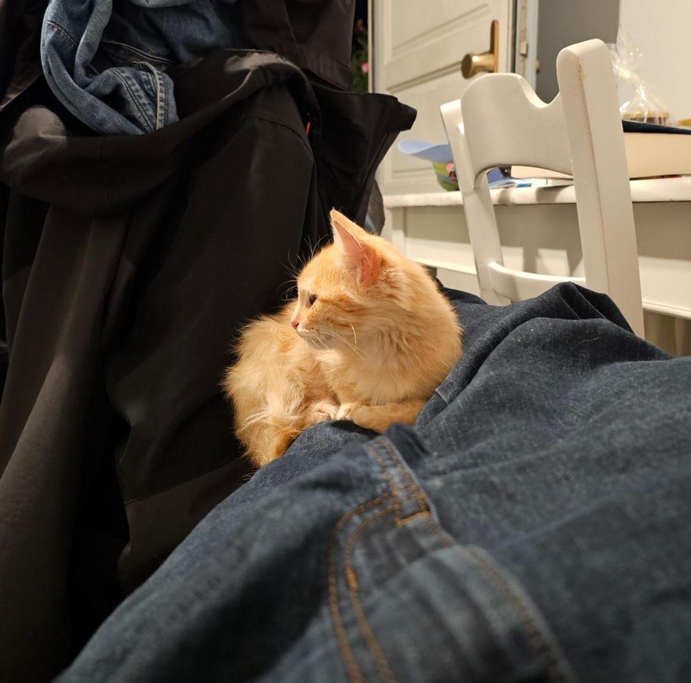 Frieda sitting down on a human, probably for the first time ever...