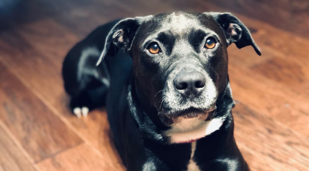 A close up of Izzy. She’s a black dog with white tuxedo markings and brown eyes. 