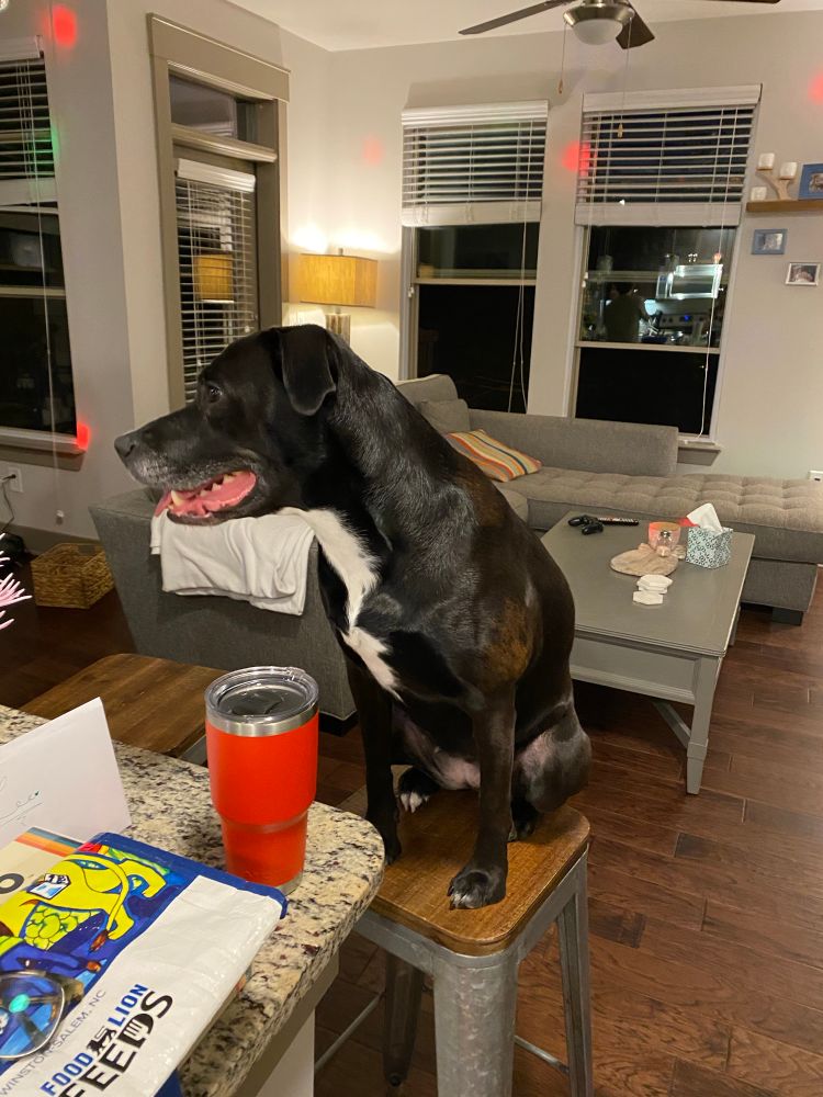 Izzy sitting on a stool. She always wanted to be a part of things. 