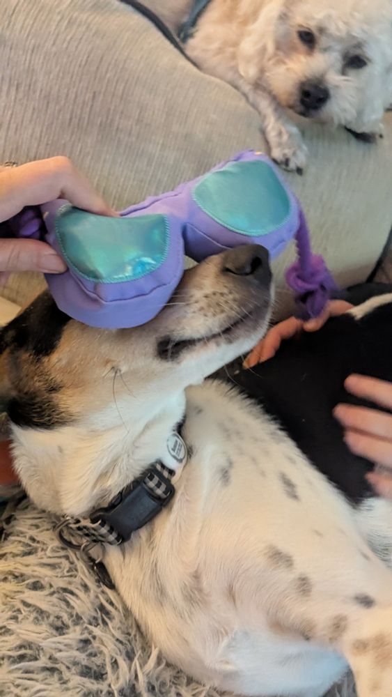 Trying on dog shades