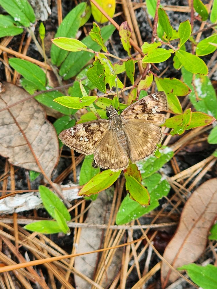 Duskywing Skipper