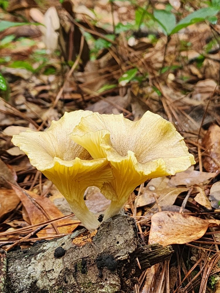 Fungi in Maritime forest