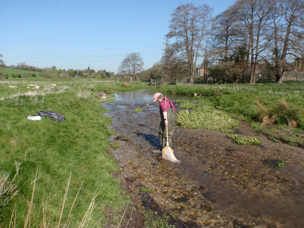 Biologist taking a sample of the macroinvertebrate community living in the stream bed, using a kick net.